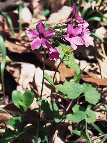 the flowers