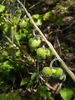 the seed cases