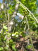 an aging flower