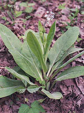 flowers and leaves