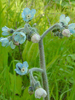 flowers up close