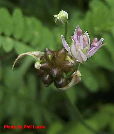 the bloom