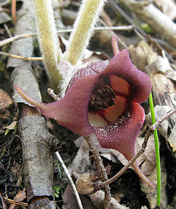the flower up close
