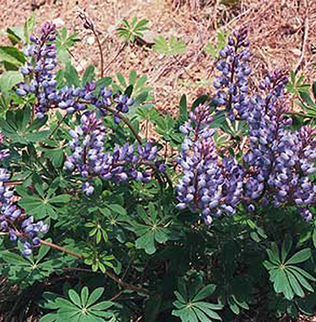 typical cluster