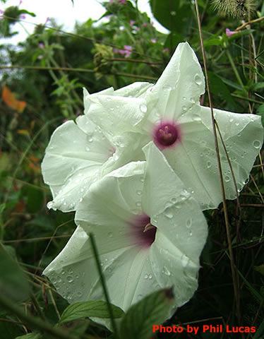 red-centered flowers up close