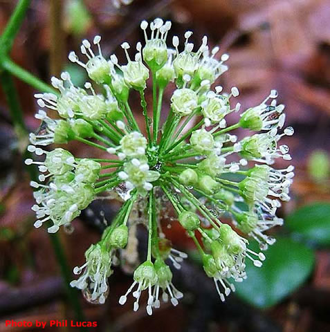flower up close