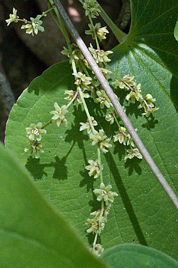 the flower strands