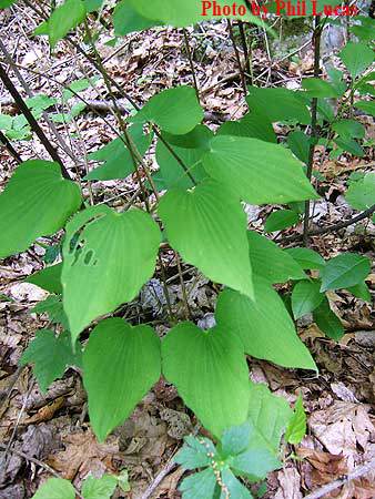 the four whorled leaves of this vine