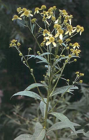 flowers and leaves