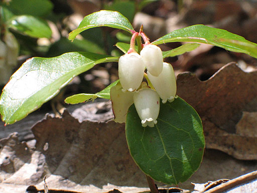flowers and leaves