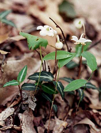 nodding flowers over leaves