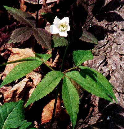flower and leaves