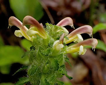 the flower head