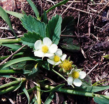 flowers and leaves