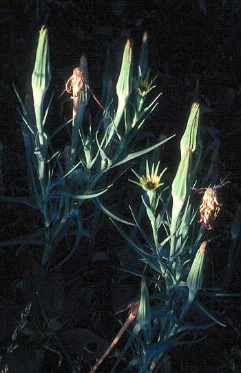 wider view of the leaves and flowers