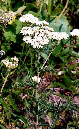 flowers and leaves