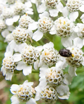 flowers up close