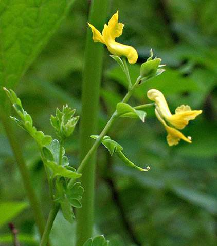 flowers up close