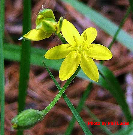 flower and leaves