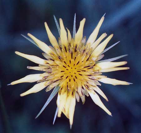 flower up close