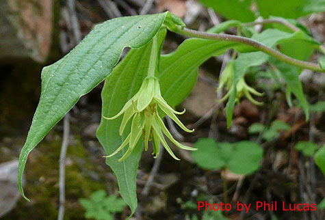 flowersw at the ned of the leaf stalk