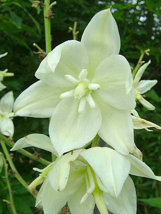 Flowers up close